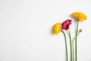 Beautiful ranunculus flowers on white background, top view