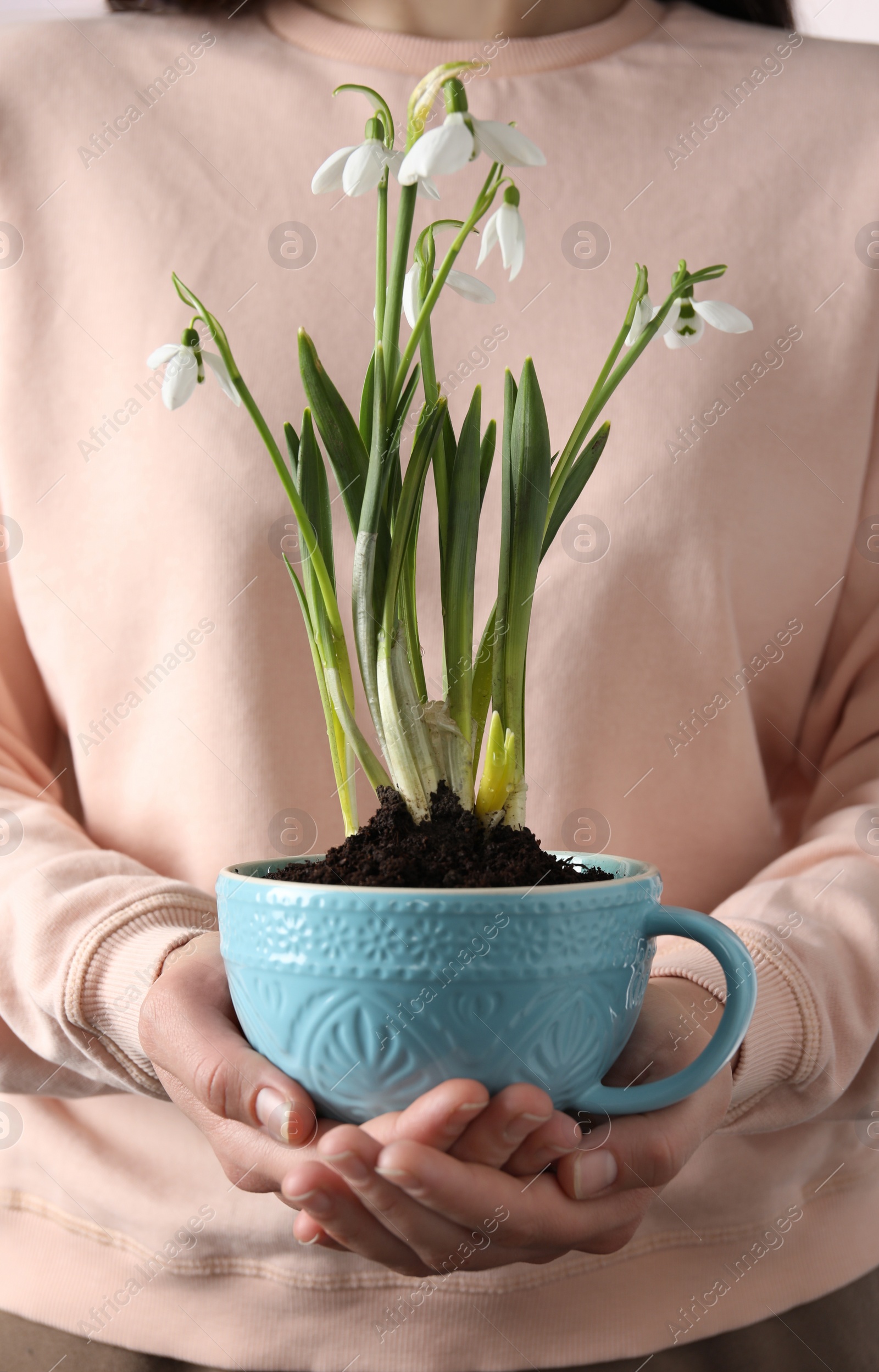 Photo of Woman holding turquoise cup with planted snowdrops, closeup