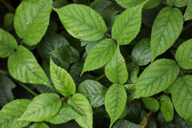 Beautiful wild plants with green leaves as background, top view. Space for text