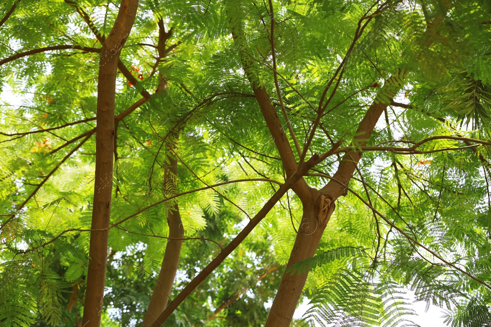 Photo of Green plant at tropical resort on sunny day