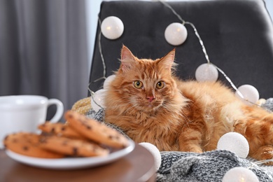 Photo of Cute red cat lying on chair with fairy lights near cookies at home. Warm and cozy winter
