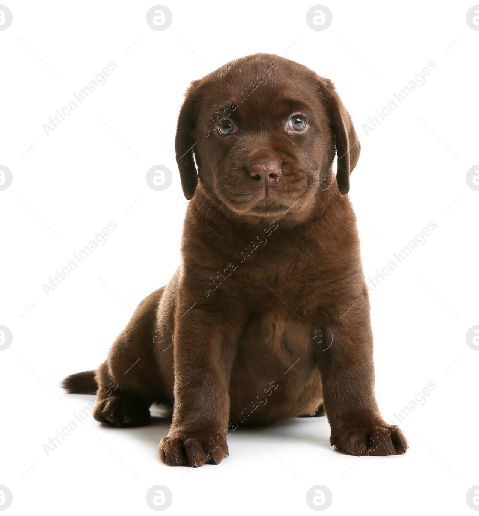 Photo of Chocolate Labrador Retriever puppy on white background