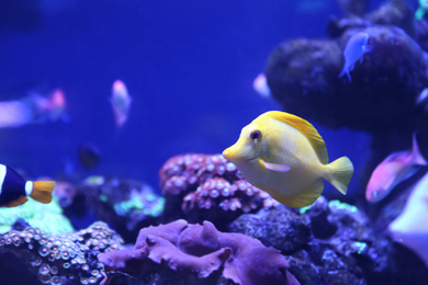 Photo of Beautiful yellow tang fish in clear aquarium water