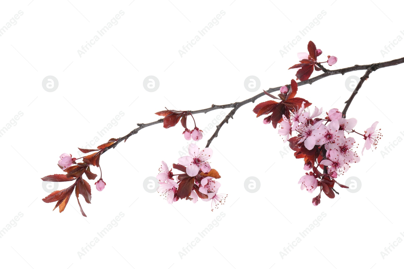Photo of Spring tree branch with beautiful blossoms isolated on white