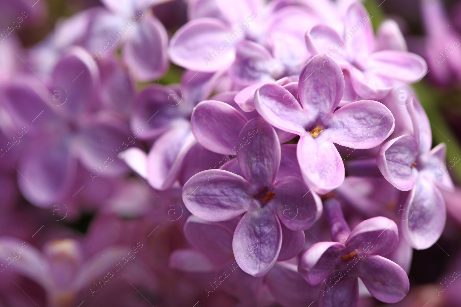 Photo of Beautiful blossoming lilac flowers on blurred background, closeup. Space for text