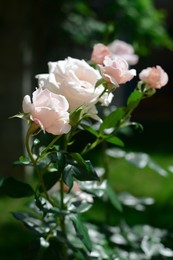 Beautiful pink rose flowers blooming outdoors on sunny day, closeup