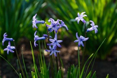 Photo of Beautiful lilac hyacinth flowers in garden on spring day