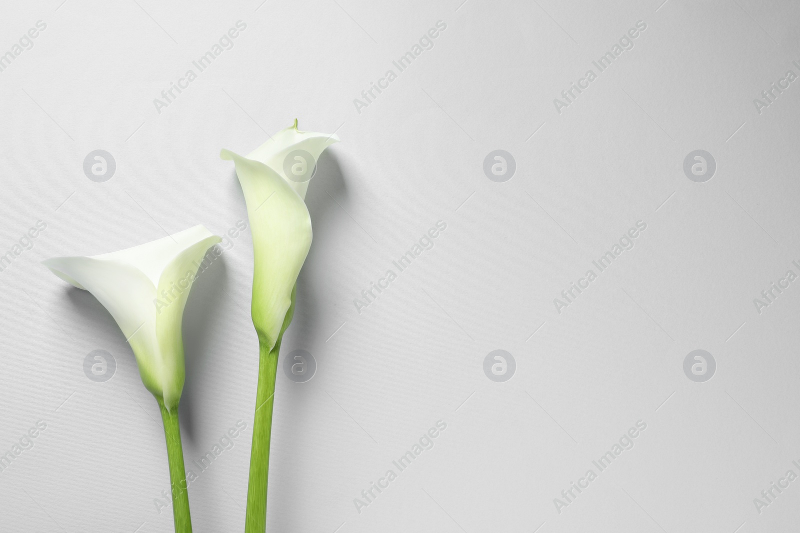 Photo of Beautiful calla lily flowers on white background, flat lay. Space for text