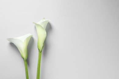 Beautiful calla lily flowers on white background, flat lay. Space for text