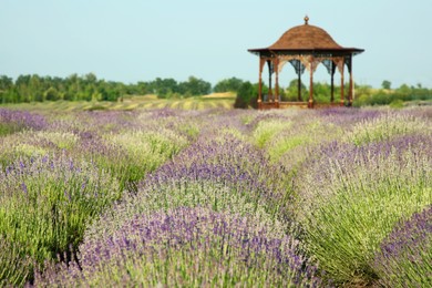 Beautiful view of blooming lavender growing in field