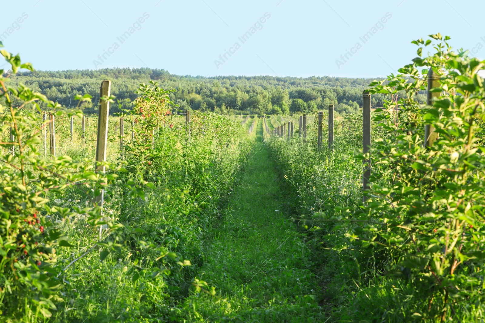 Photo of Green blackberry bushes growing outdoors on sunny day