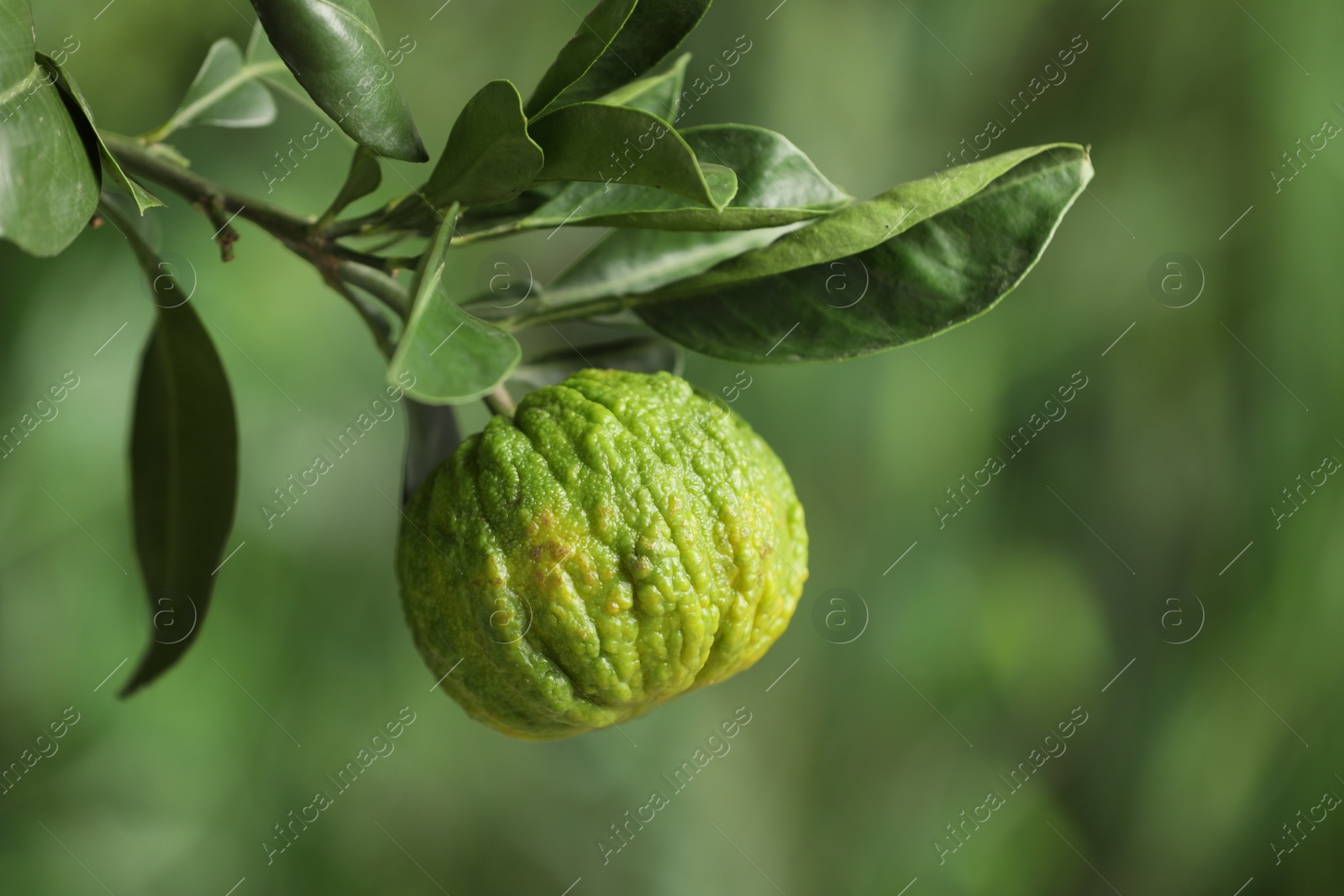 Photo of Closeup view of bergamot tree with fruit outdoors