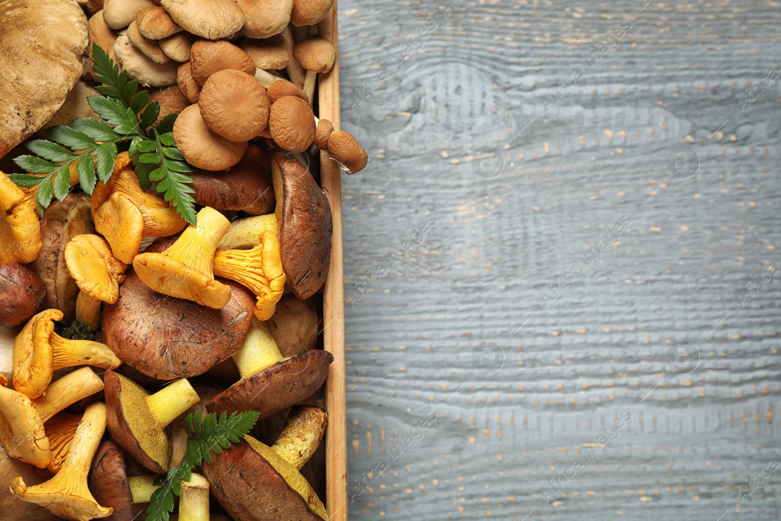 Photo of Different mushrooms in box on grey wooden table, top view. Space for text