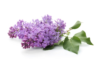 Branch of blossoming lilac on white background. Spring flowers