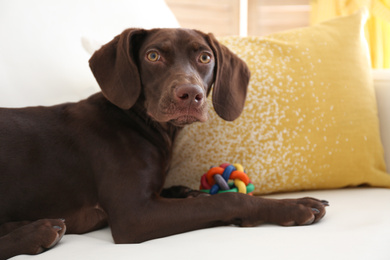 Cute German Shorthaired Pointer dog with toy on sofa