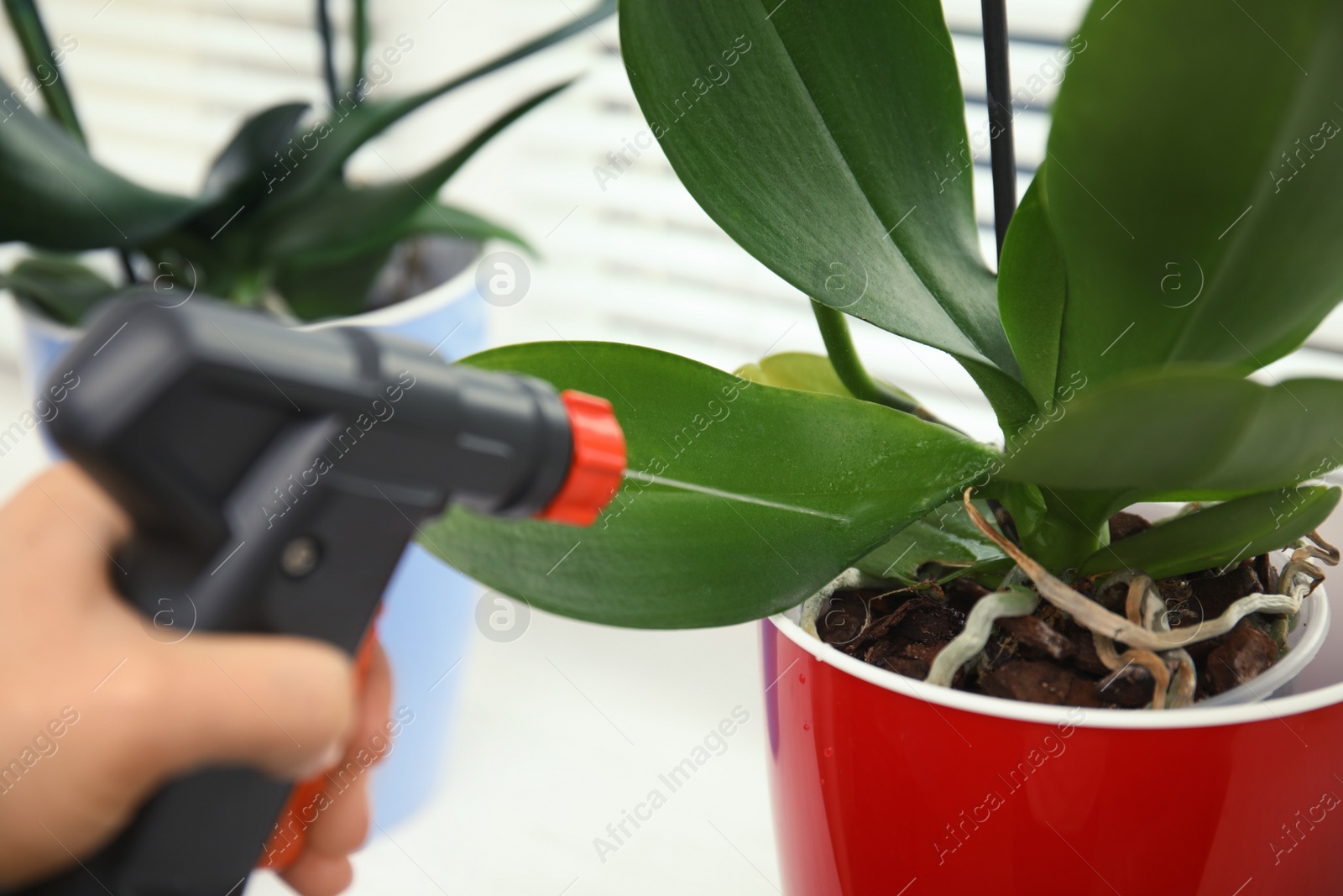 Photo of Woman taking care of orchid plant, closeup