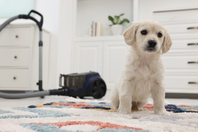 Photo of Cute little puppy on carpet at home. Space for text