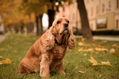 Cute Cocker Spaniel in park on autumn day