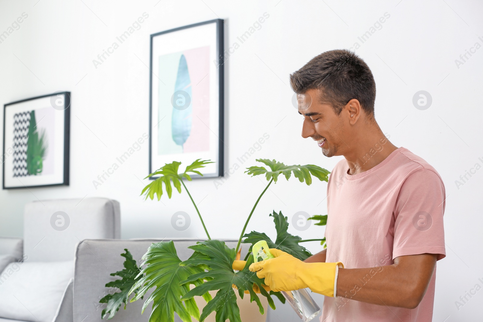 Photo of Man cleaning houseplant from dust in room