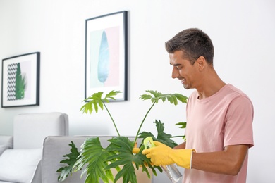 Man cleaning houseplant from dust in room