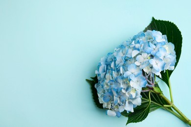 Photo of Beautiful hydrangea flower on light blue background, top view. Space for text