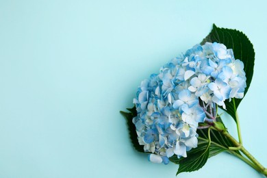 Beautiful hydrangea flower on light blue background, top view. Space for text