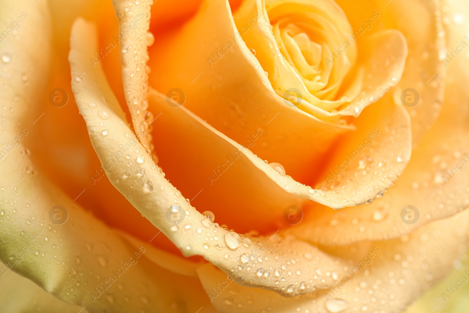 Photo of Beautiful yellow rose flower with water drops as background, closeup