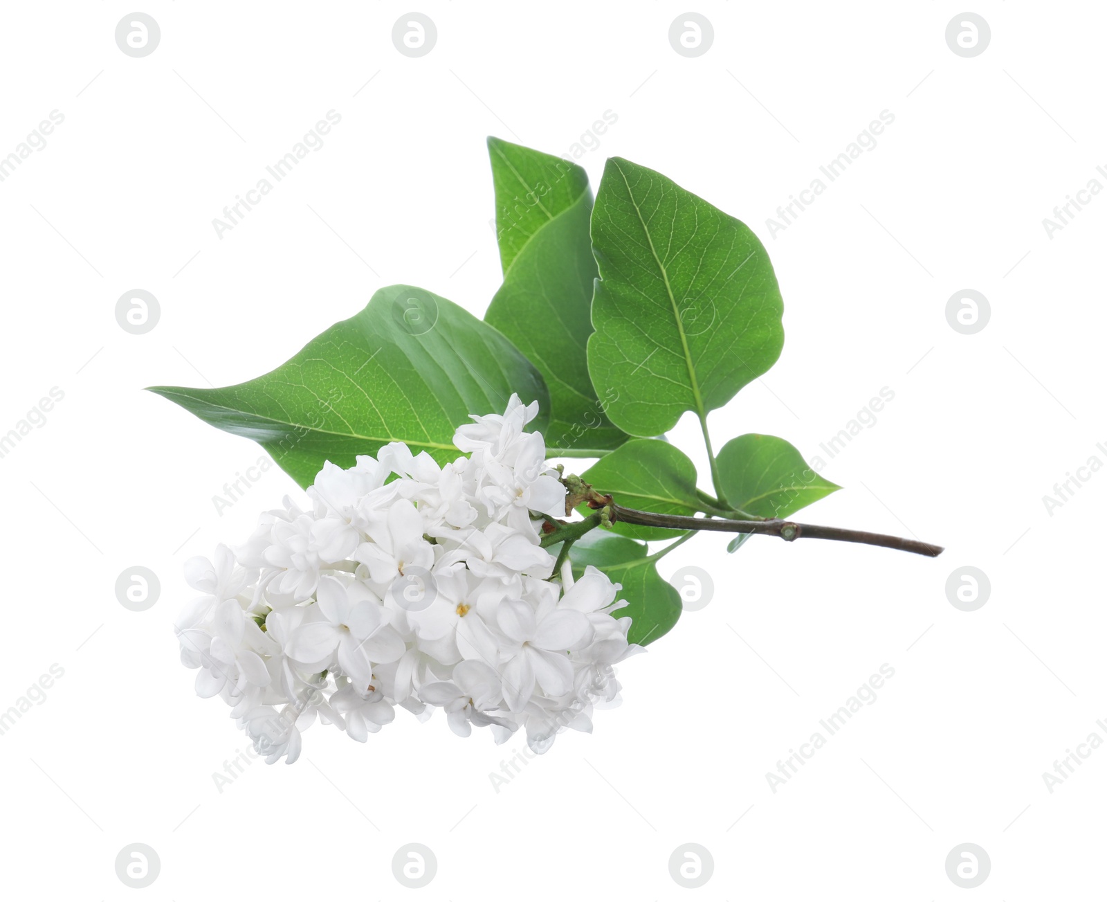 Photo of Beautiful blossoming lilac branch with leaves isolated on white