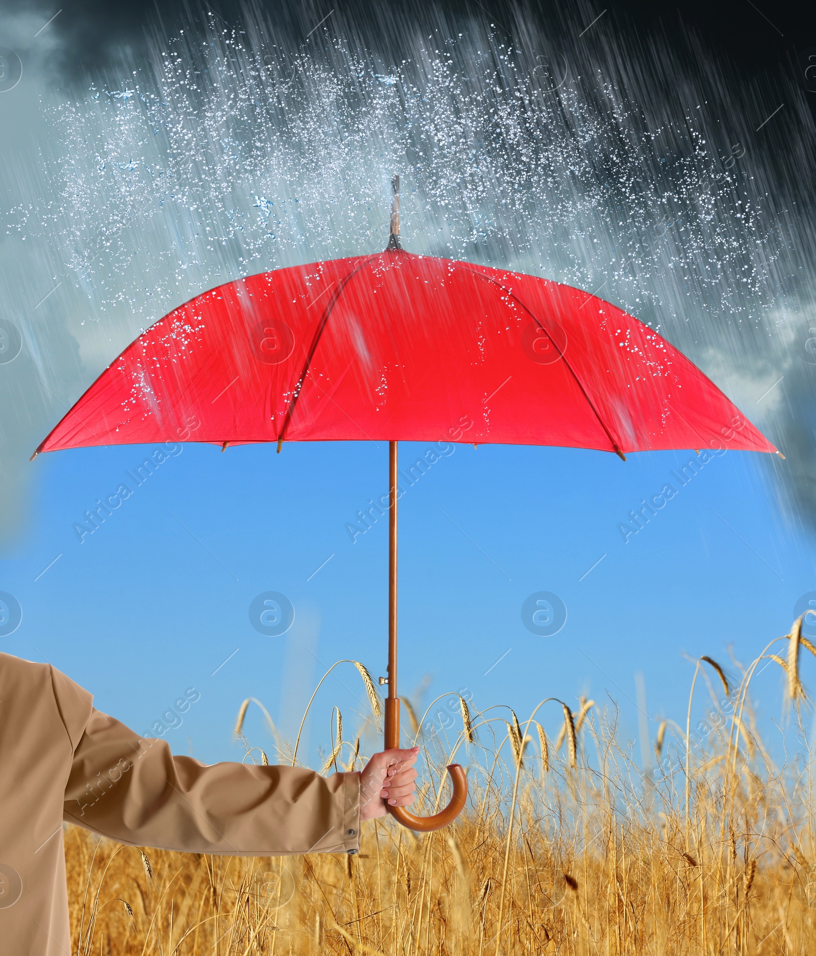 Image of Woman with open red umbrella under heavy rain in wheat field, closeup