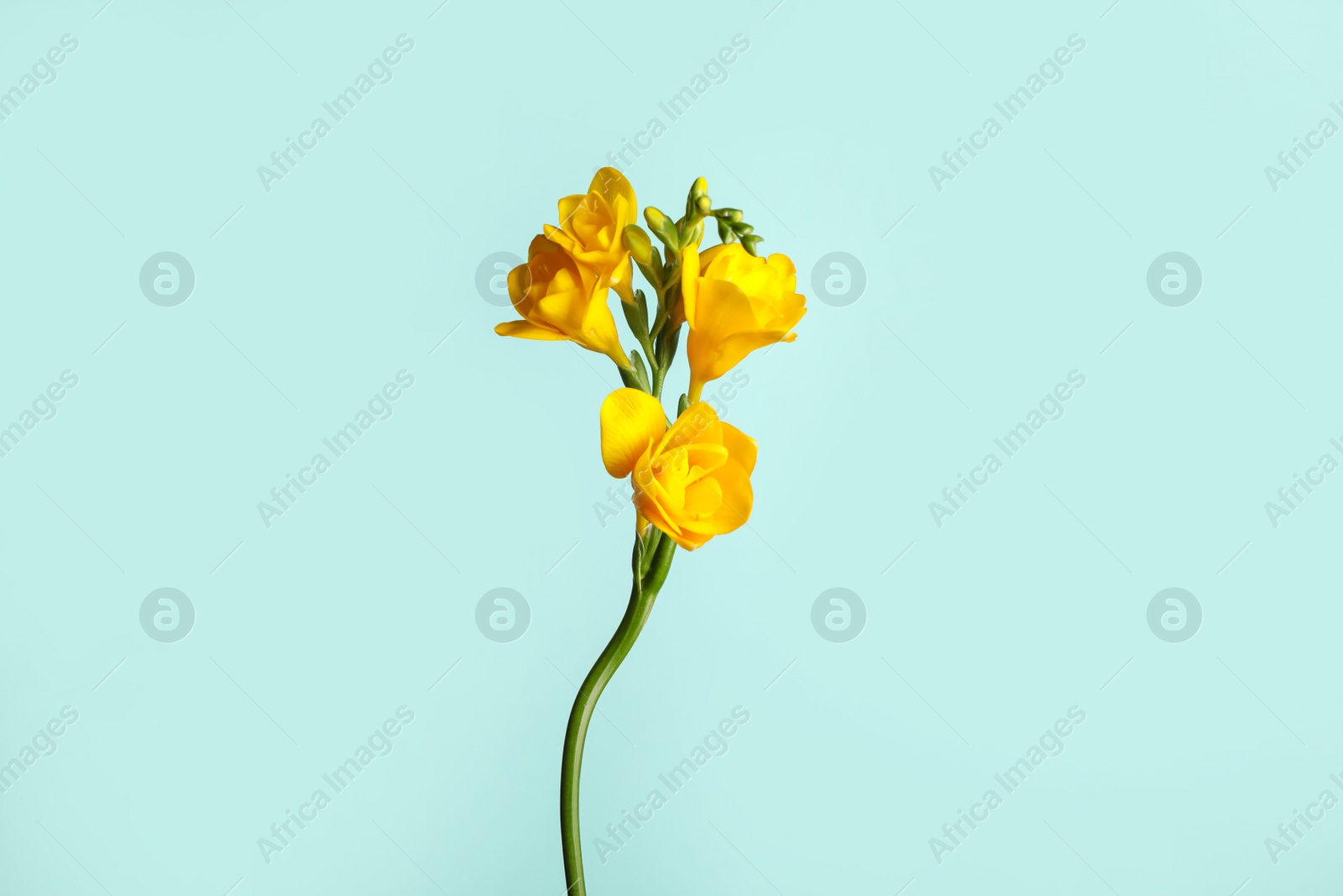 Photo of Beautiful blooming yellow freesia on light blue background