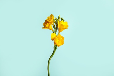 Photo of Beautiful blooming yellow freesia on light blue background