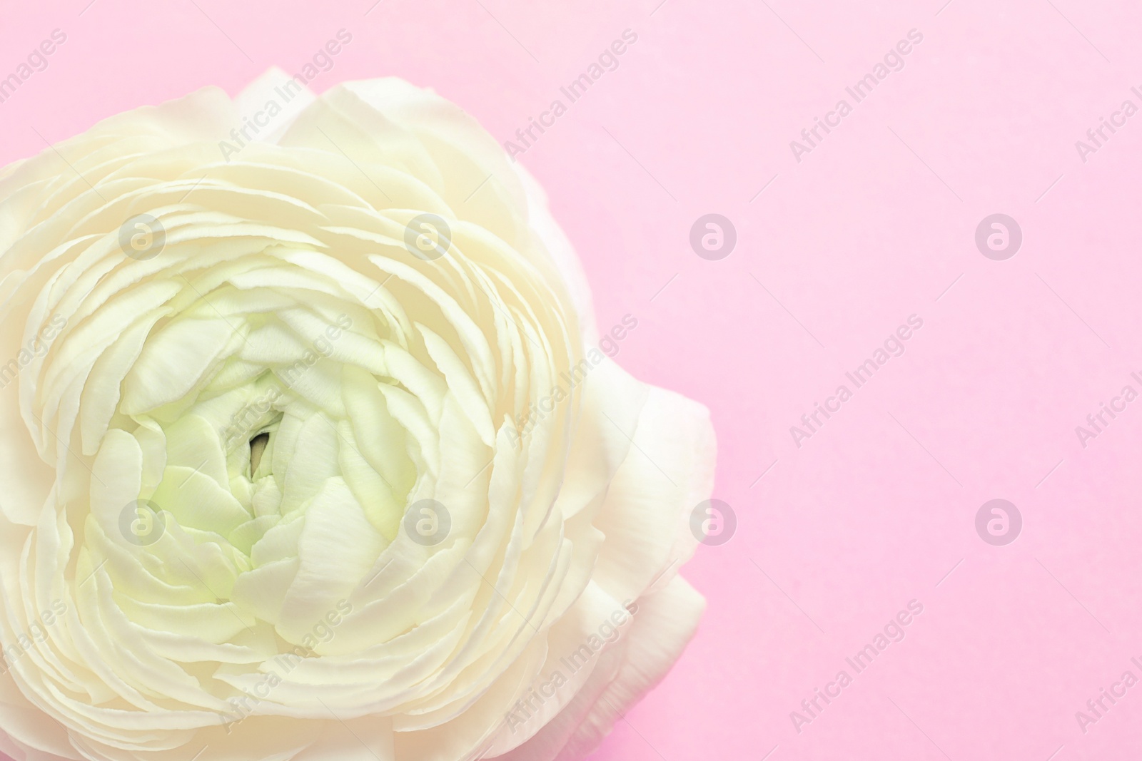 Photo of Beautiful ranunculus flower on color background