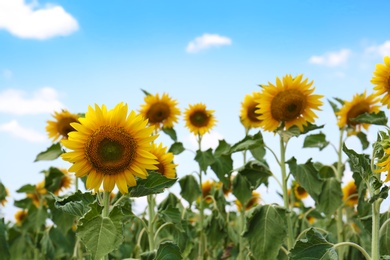 Photo of Beautiful view of sunflowers growing in field