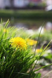 Photo of Beautiful bright yellow dandelion in green grass on sunny day, closeup