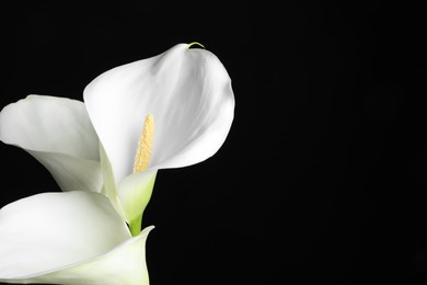 Photo of Beautiful calla lily flowers on black background, closeup. Space for text