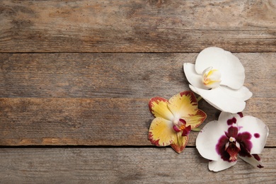 Photo of Beautiful tropical orchid flowers on wooden background, top view. Space for text