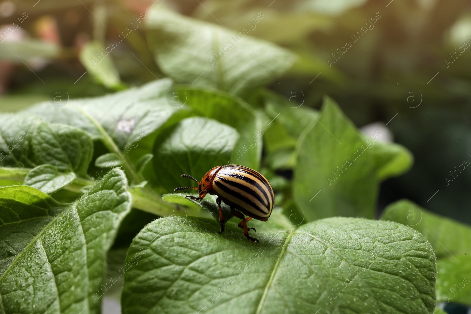 Photo of Colorado potato beetle on green plant outdoors, closeup