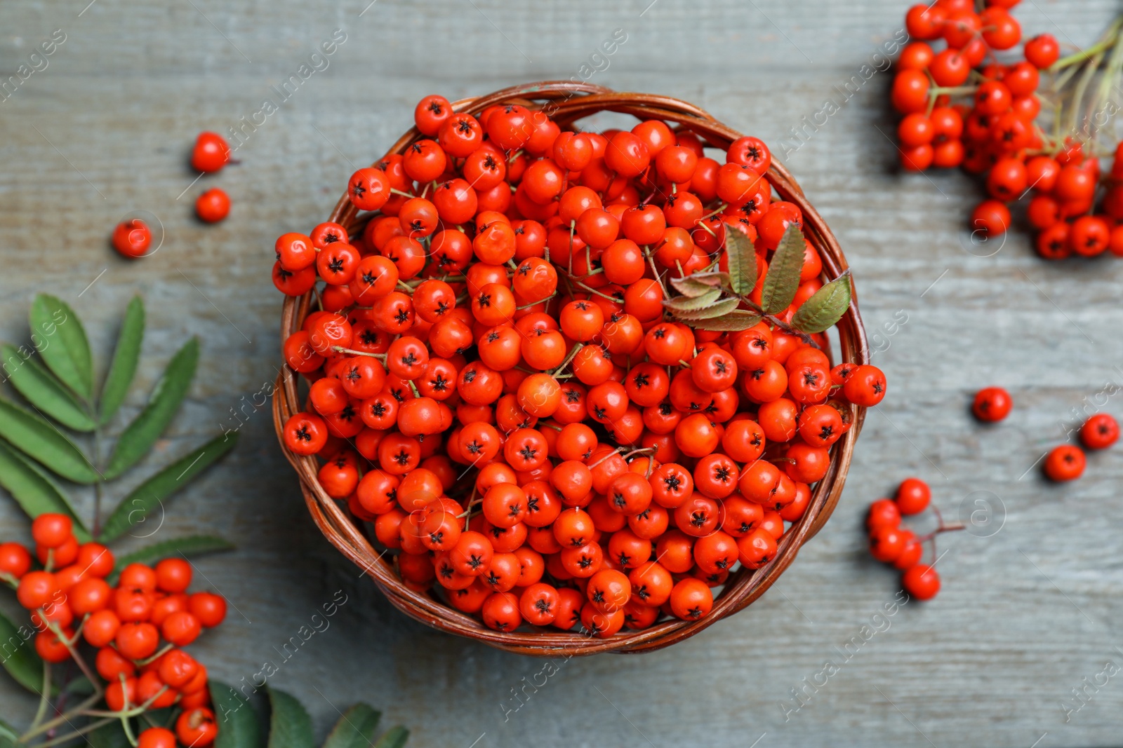 Photo of Fresh ripe rowan berries and leaves on grey wooden table, flat lay