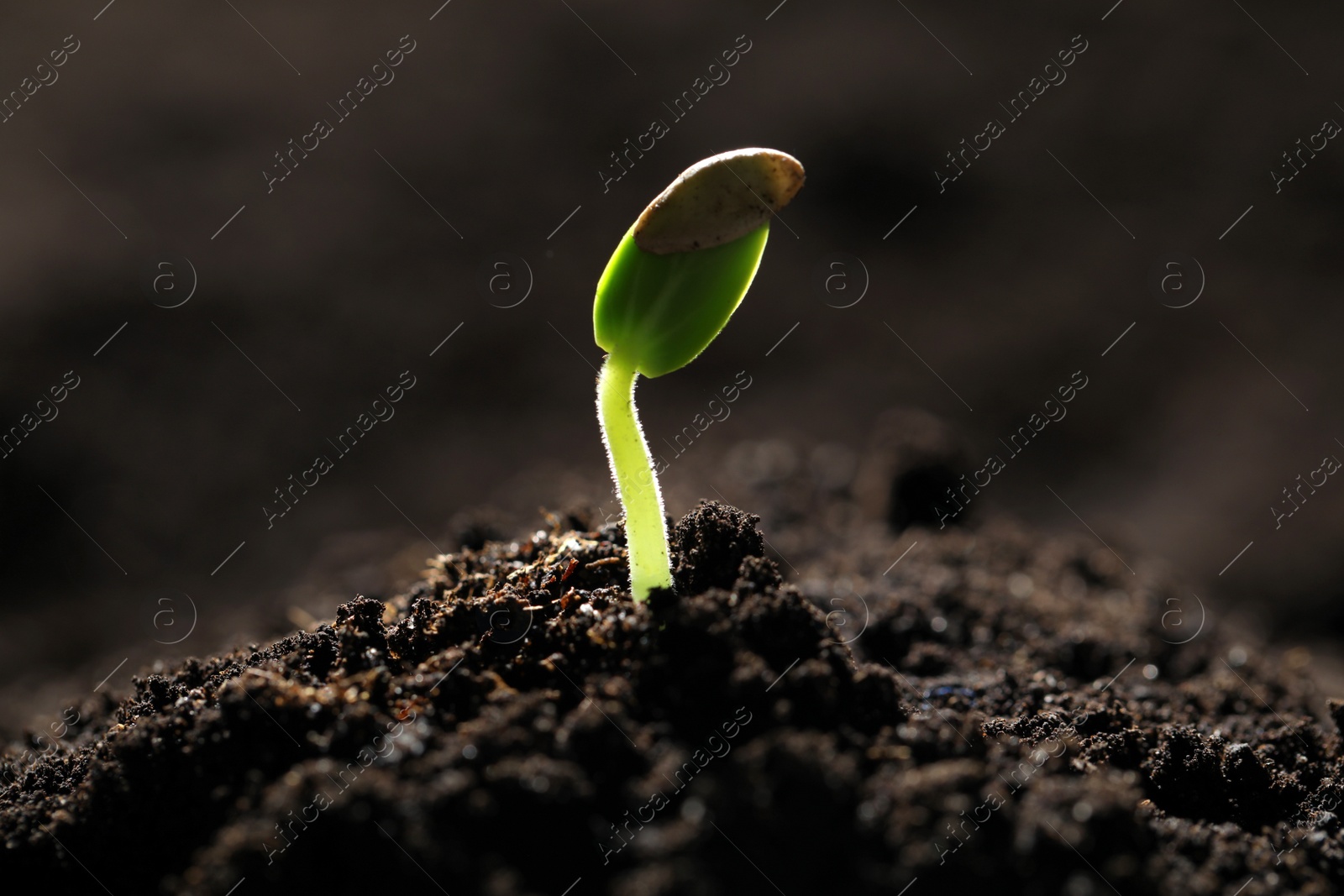 Photo of Little green seedling growing in soil, closeup