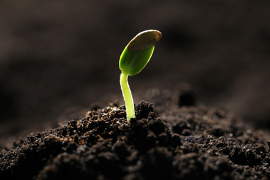 Little green seedling growing in soil, closeup