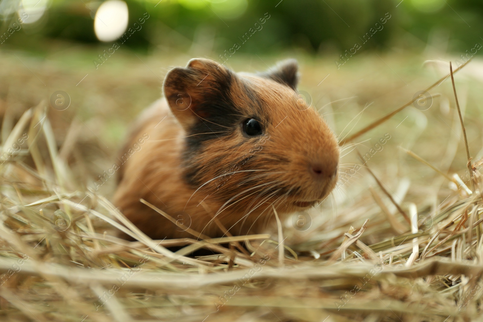 Photo of Cute funny guinea pig and hay outdoors, closeup