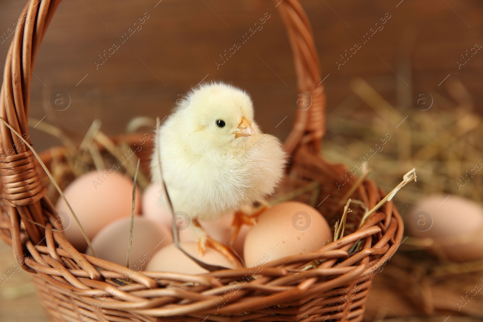 Photo of Cute chick and eggs in wicker basket on blurred background. Baby animal