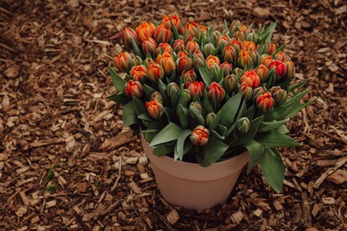 Photo of Beautiful potted tulip flowers on ground. Spring season