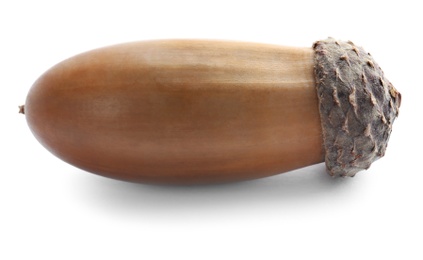Photo of Beautiful brown acorn on white background. Oak nut