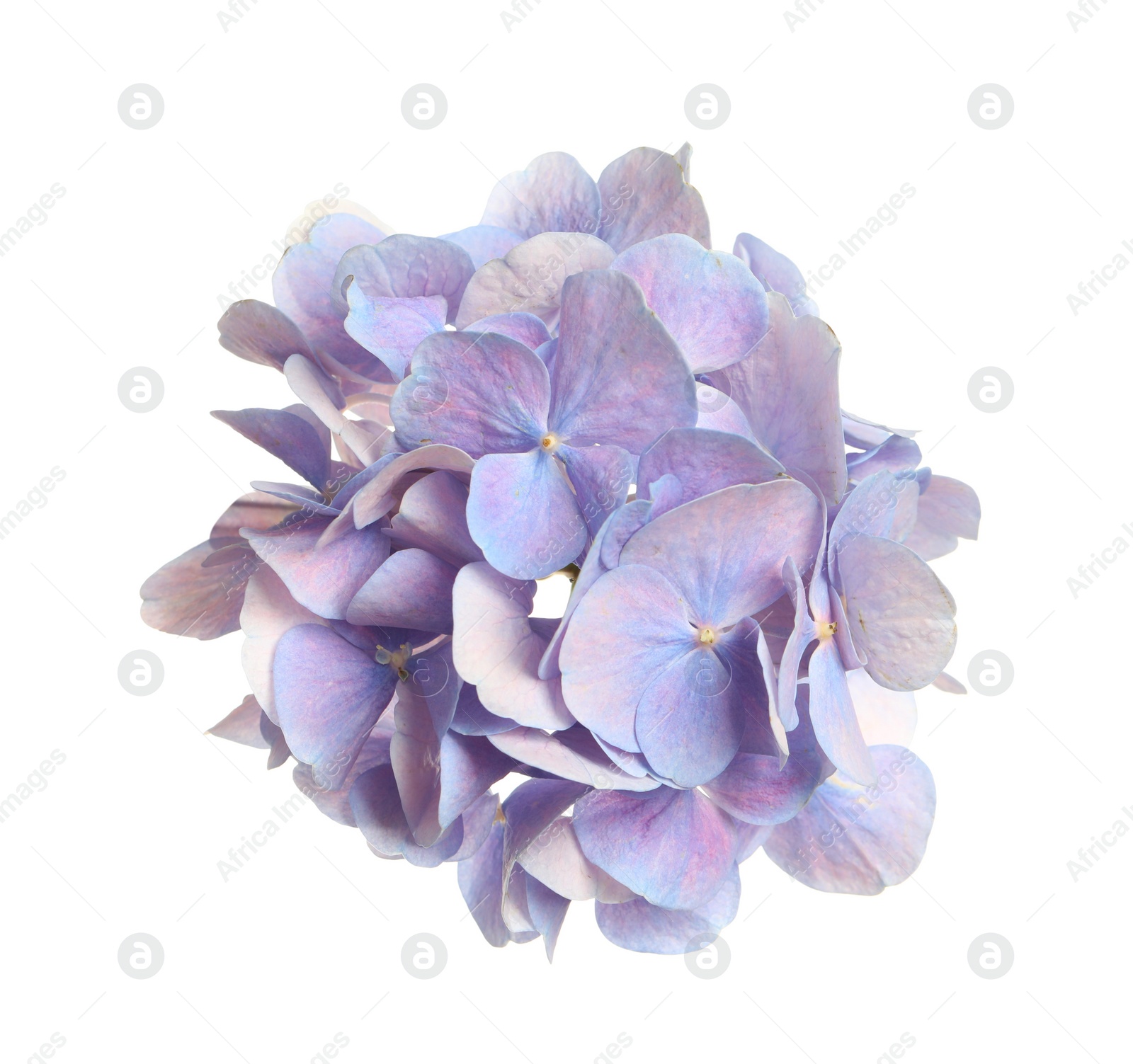 Photo of Beautiful light blue hortensia flower isolated on white