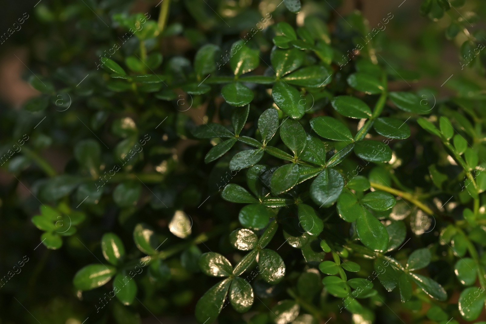 Photo of Tropical plant with lush green leaves, closeup