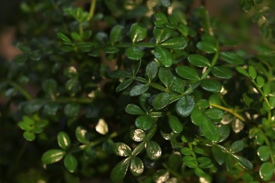 Photo of Tropical plant with lush green leaves, closeup