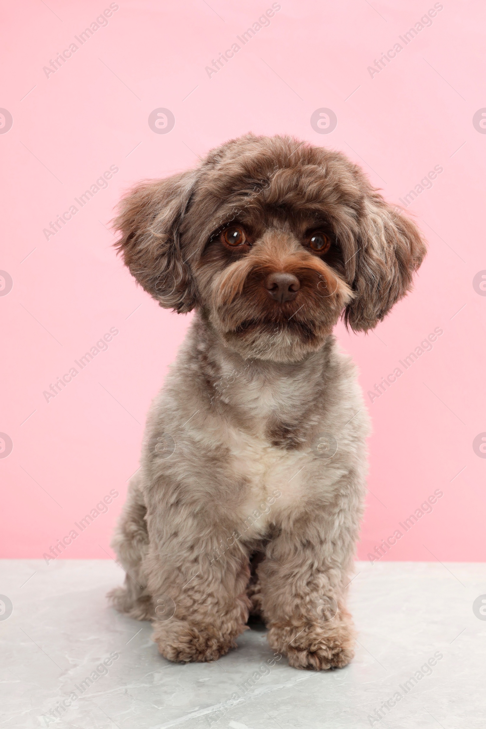 Photo of Cute Maltipoo dog on light grey table against pink background. Lovely pet