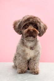 Cute Maltipoo dog on light grey table against pink background. Lovely pet