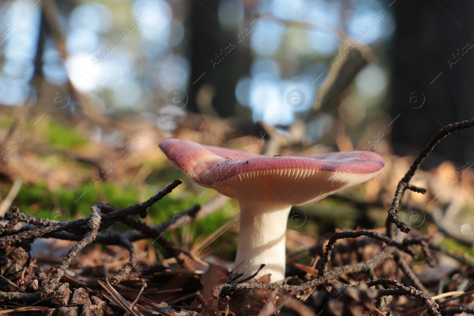 Photo of Russula mushroom growing in forest, closeup view